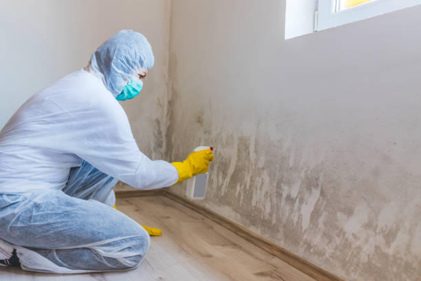 Licensed Commercial Mold Remediation service in Suffolk, VA - WQB Mold Removal
